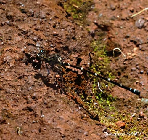 Réf. 297 608 : Caledopteryx maculata